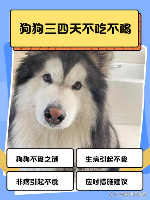 一个多月的小狗突然不吃狗粮了可以喝芝麻糊吗