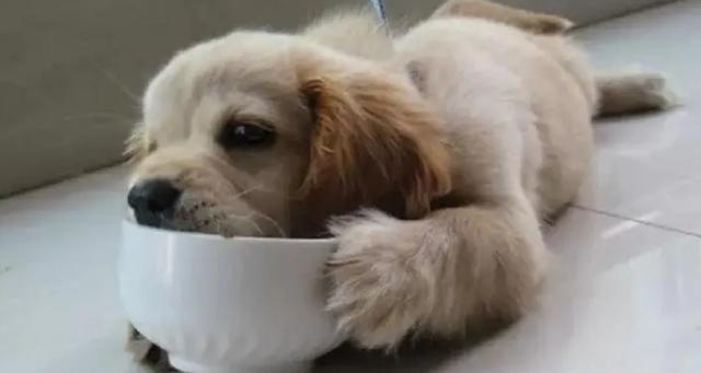 小狗可以吃黑芝麻糊吗?