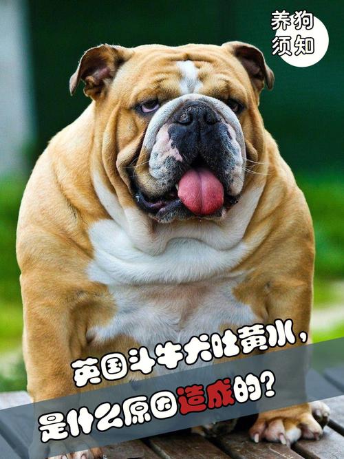 狗狗先是吐黄水,后来吐的是粘稠白沫。吐出的东西没有臭味。