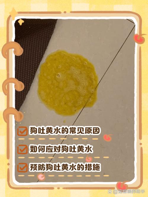狗狗呕吐的6种情况,铲屎官必须要知道!