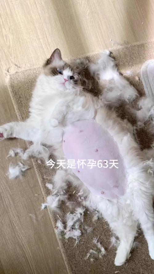 猫怀孕洗澡了怎么办