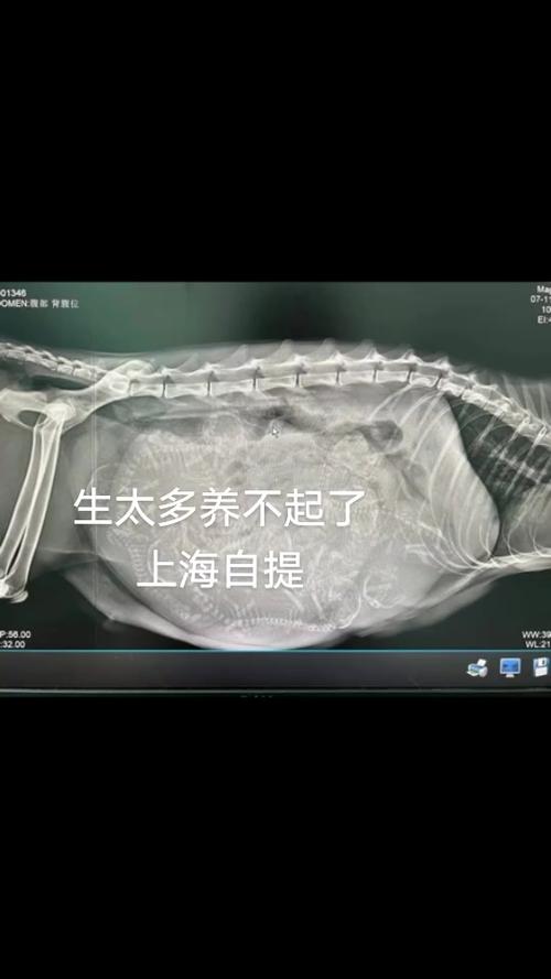 猫咪怀孕一个月可否洗澡?