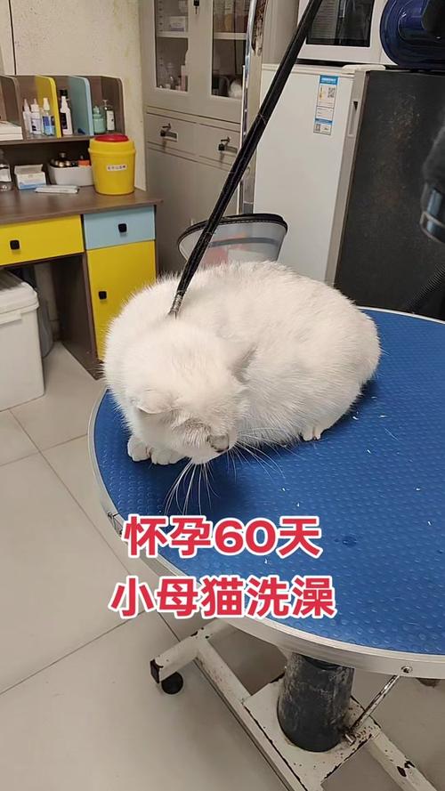 猫咪怀孕了,可以洗澡吗?