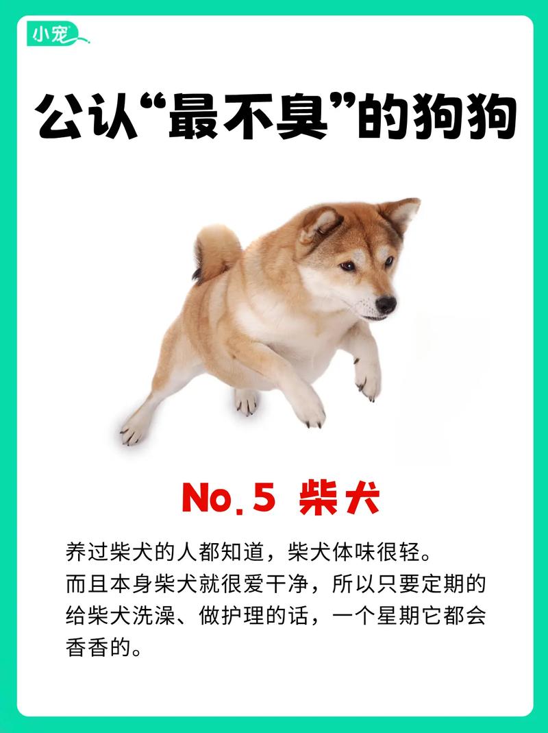 怎样去除狗狗身上的味道