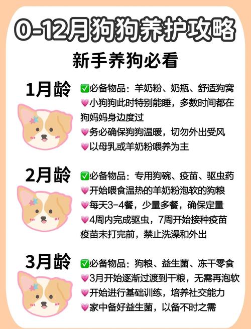 不同年龄的狗狗,如何照顾?