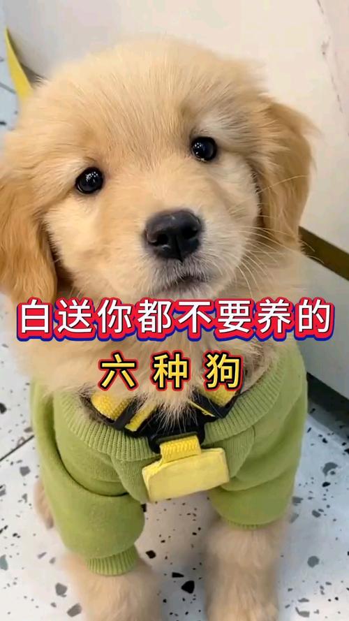 哪几只狗狗比较贪吃呢?