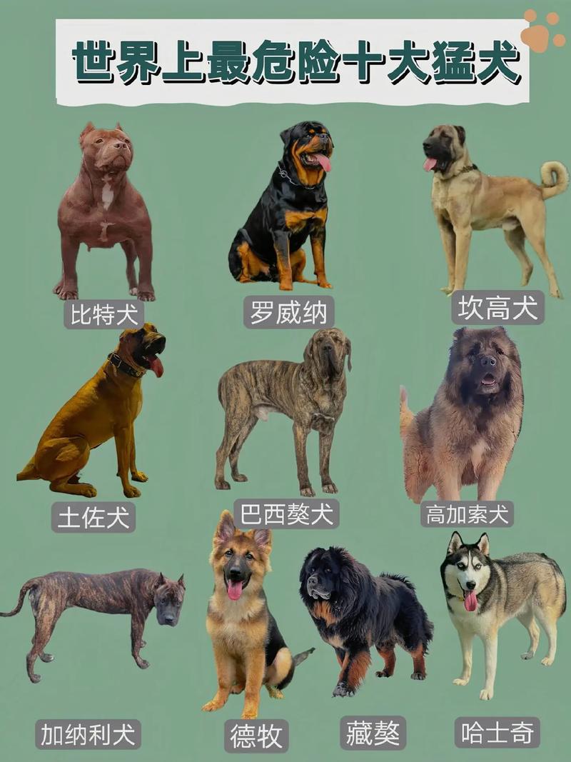 最不忠诚的狗狗排名