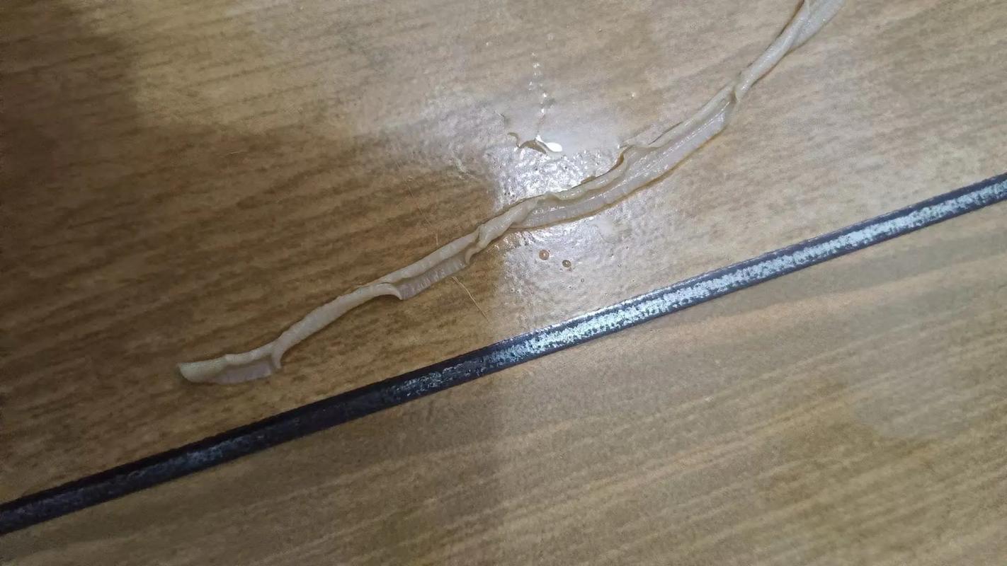 狗狗拉出绦虫严重嘛