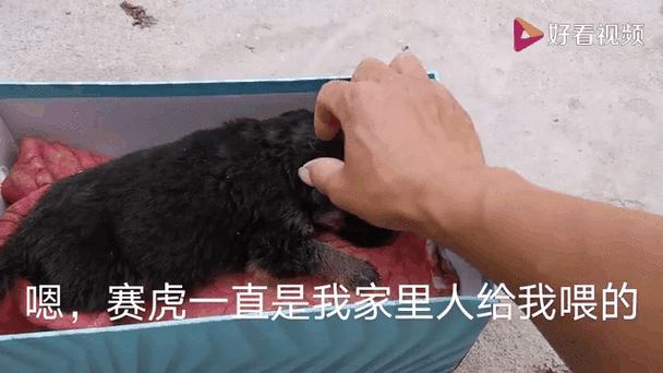 ...不喝水,今天还拉稀了,看着一点也没精神,怎么回事啊