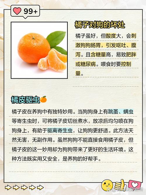 如何看待狗狗能否吃橘子