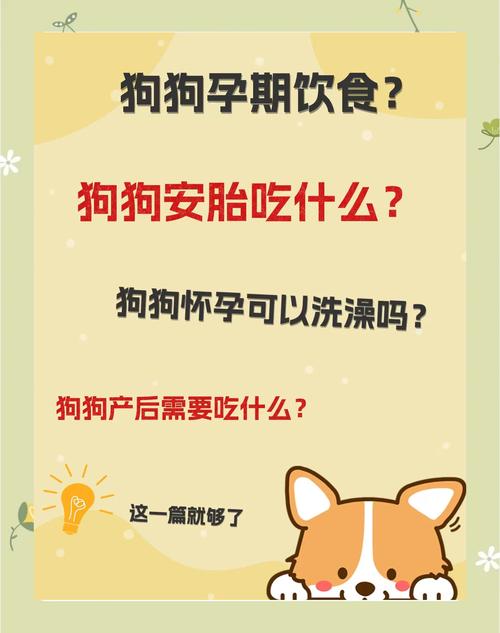 狗狗怀孕期间该怎么照顾