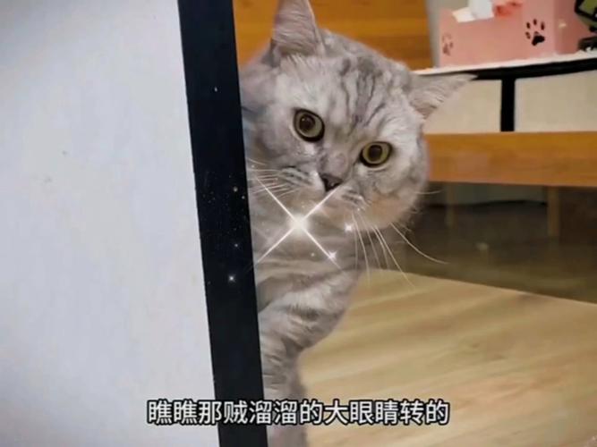 猫咪为什么护着婴儿