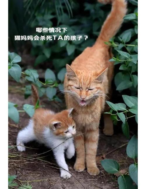 为什么猫喜欢小孩