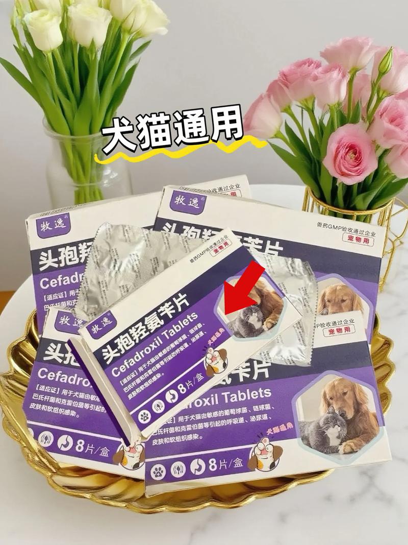 狗狗皮肤病能吃头孢消炎吗