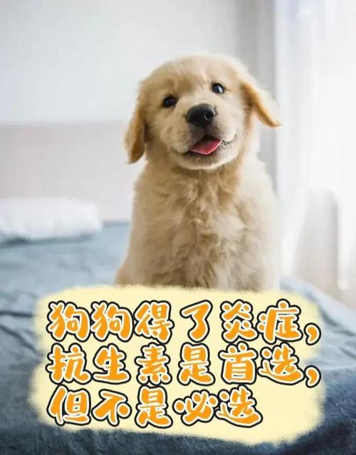 狗可以吃头孢吗