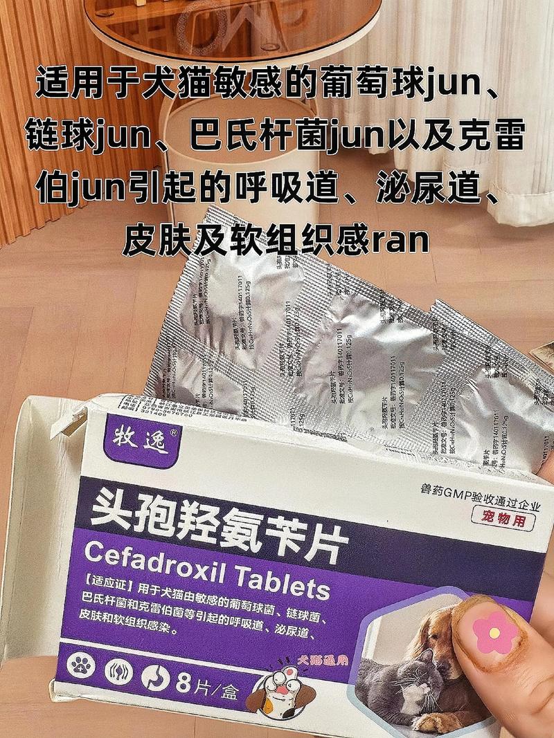 狗可以吃头孢类的药吗?