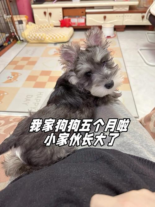 狗狗几个月长大