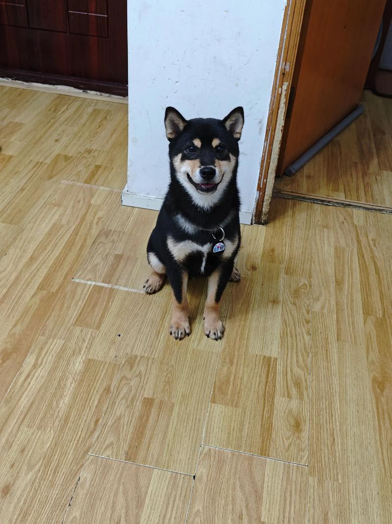 小狗狗几个月长大?