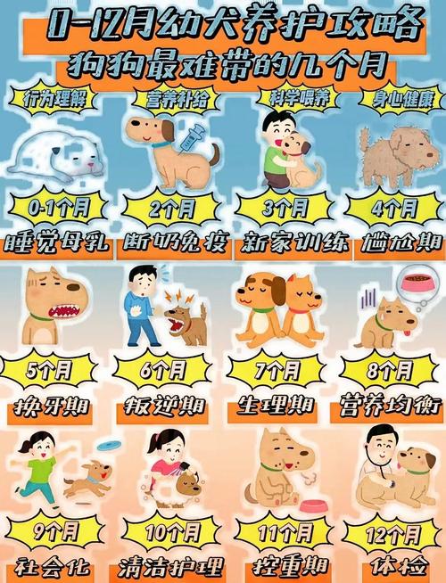 狼青犬长大需要几个月