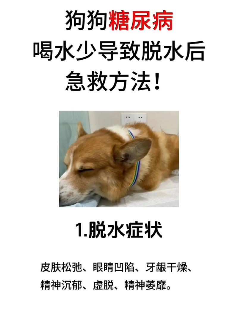 狗狗不喝水怎么办?
