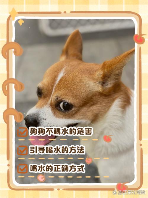 狗狗不爱喝水怎么办