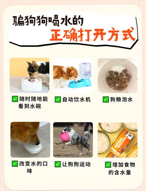 狗狗不咋喝水怎么办