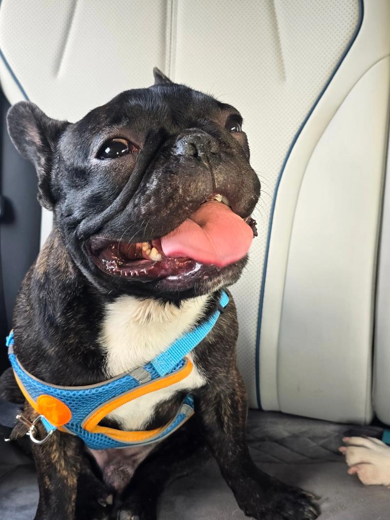 狗狗感冒的7大症状!