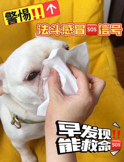 小狗流鼻涕是怎么回事?几种情况都可能导致小狗流鼻涕哦!