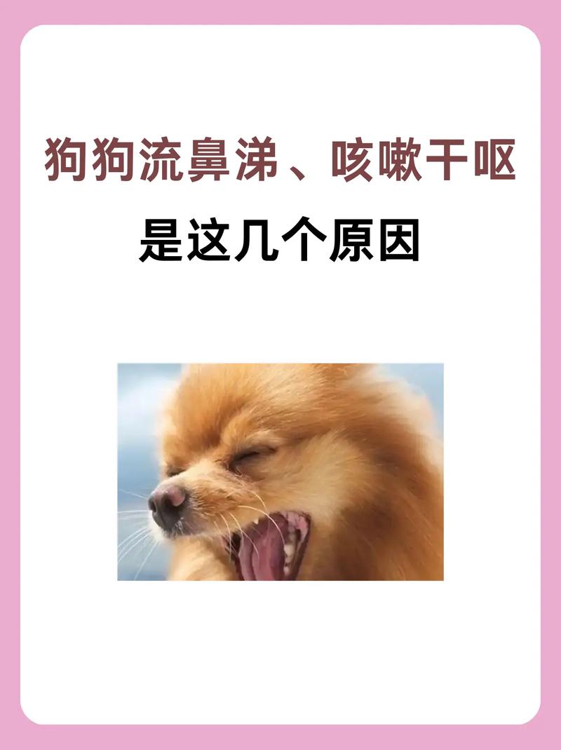 狗狗流鼻涕是怎么回事?