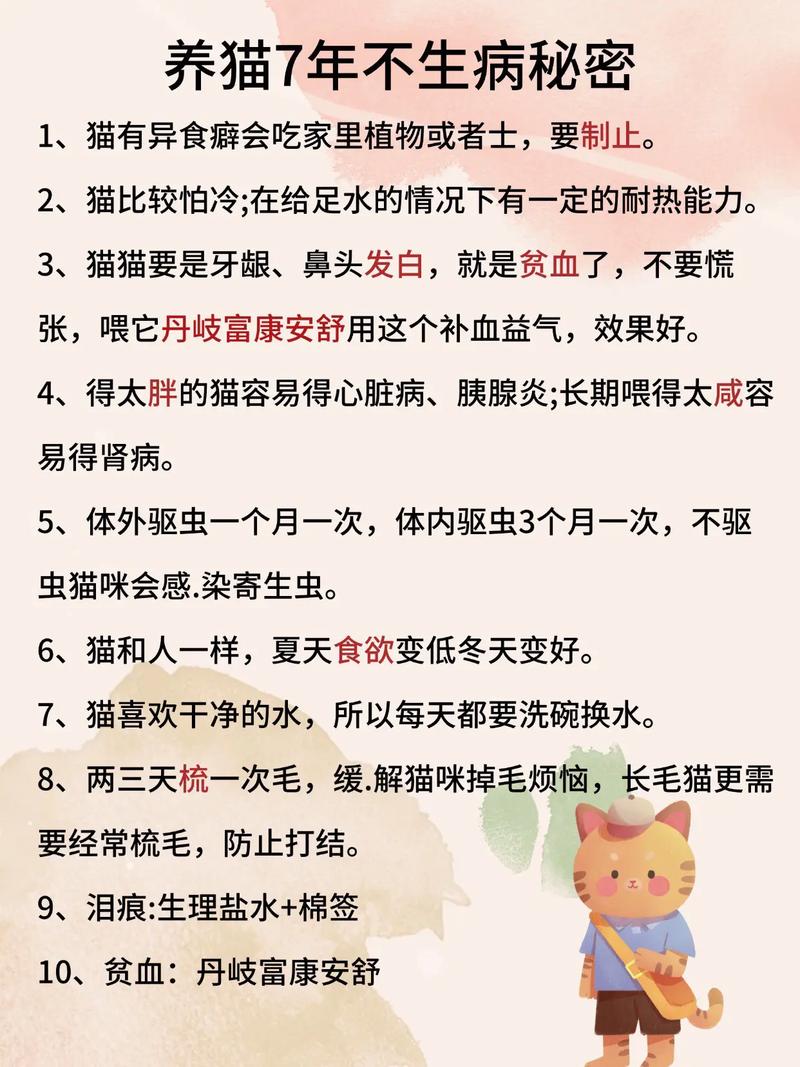 5年养猫心得,7个细节让猫咪不易生病