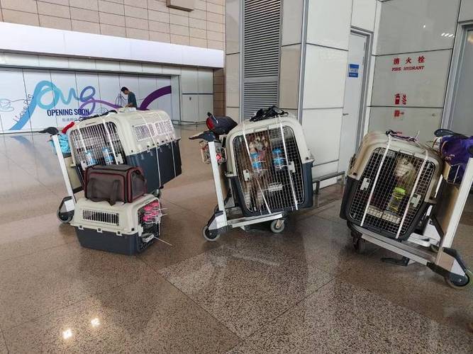 猫托运飞机全过程费用?