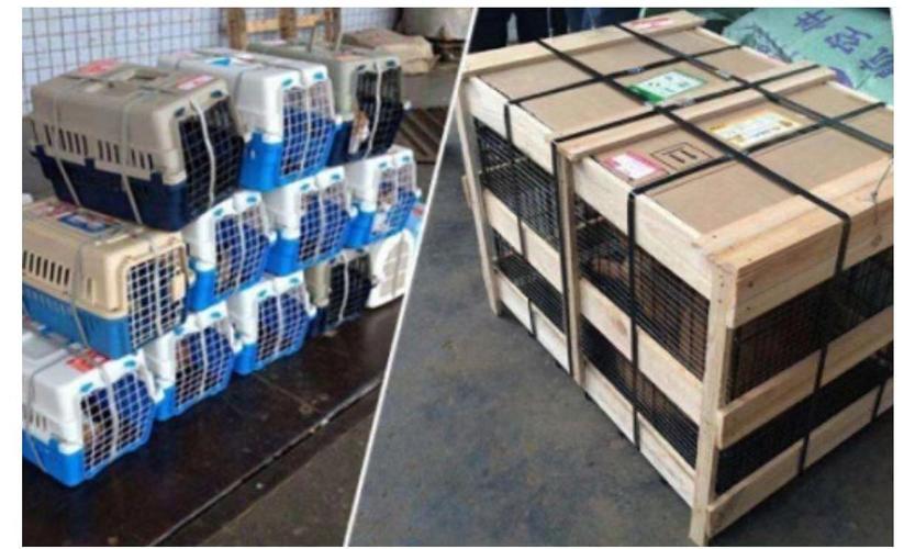 托运猫咪一只要多少钱?