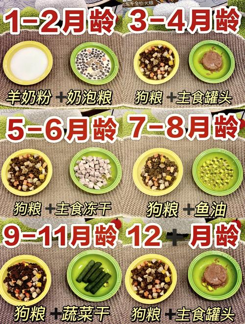 狗狗什么时候可以吃幼犬粮、成犬粮、老年犬粮?