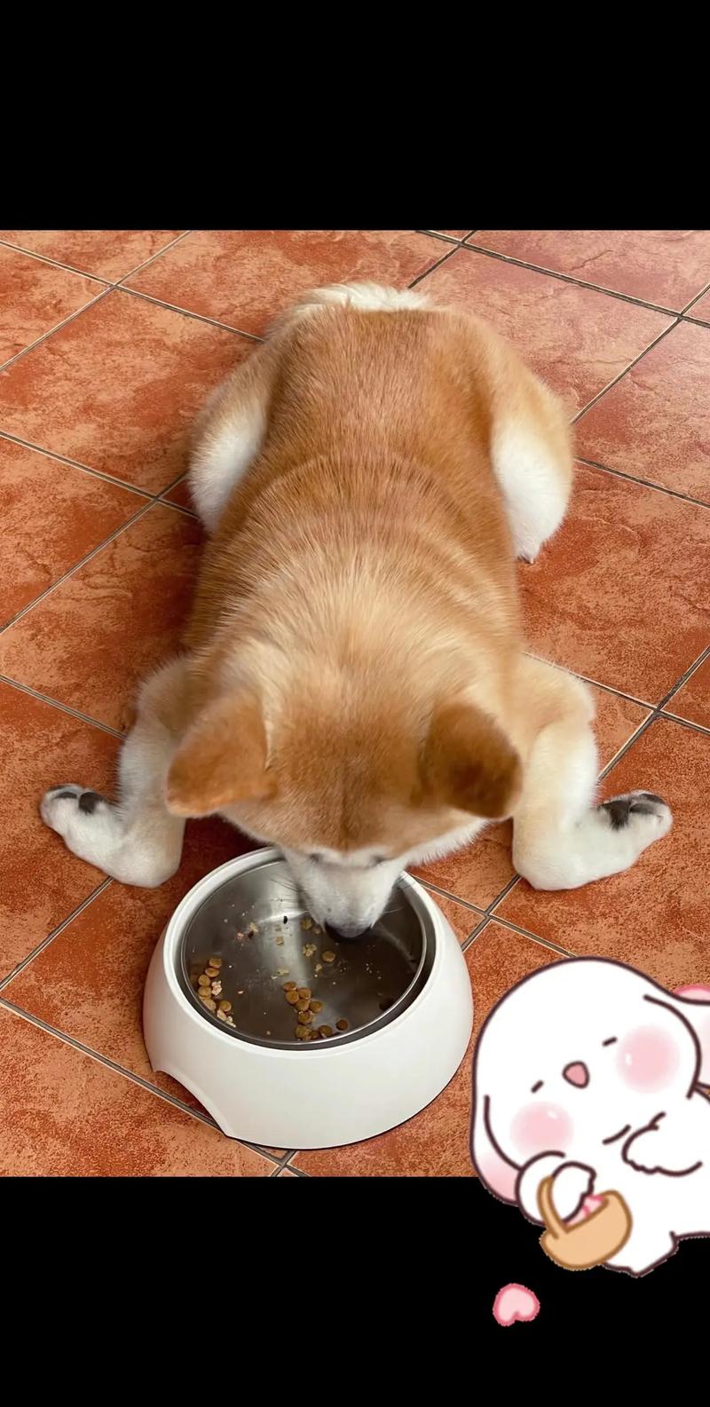 狗狗吃幼犬粮要吃多久