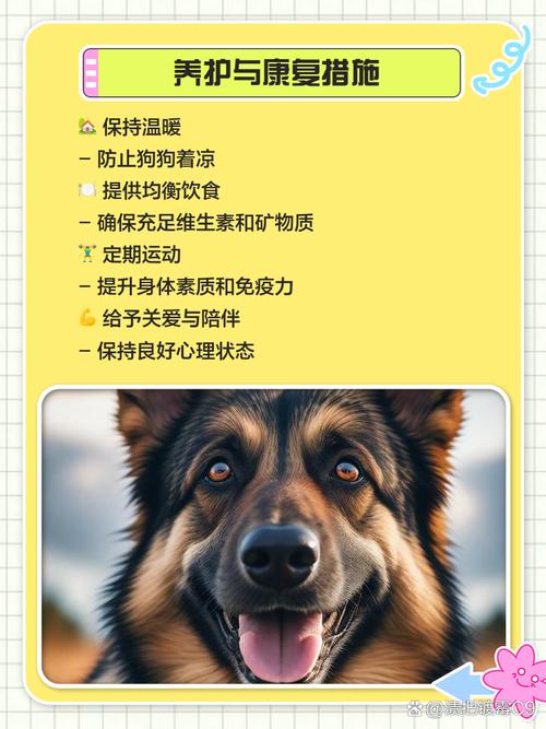 狗狗颈椎病怎么治疗?