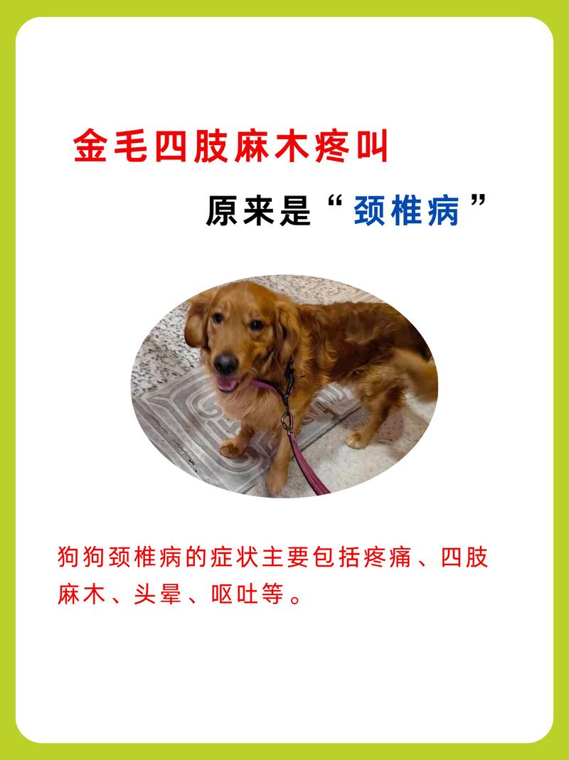 狗狗的脖子突然很僵硬疼痛,怎么办?