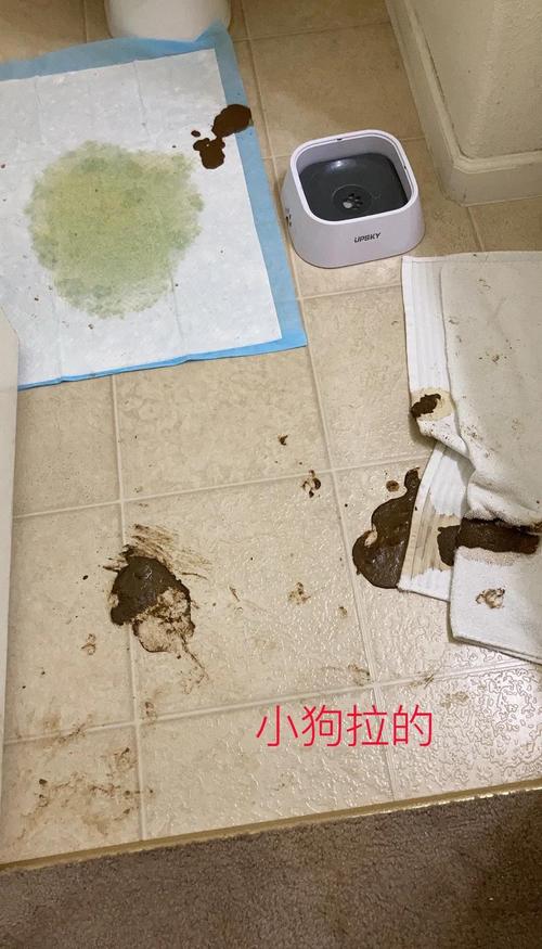 狗狗拉肚子还能喂食吗?