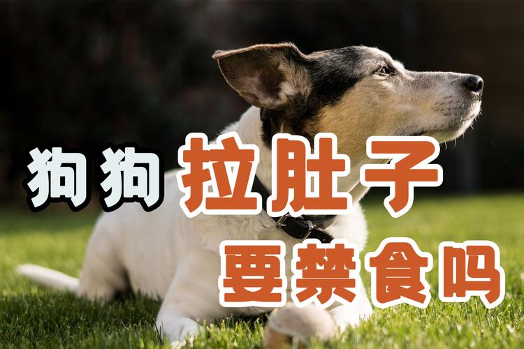 狗狗拉肚子必须禁食24小时吗