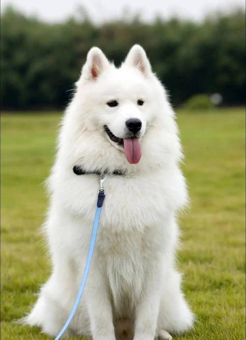 狗狗的发情期是多长时间