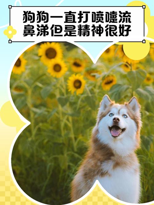 狗狗打喷嚏流鼻涕怎么办