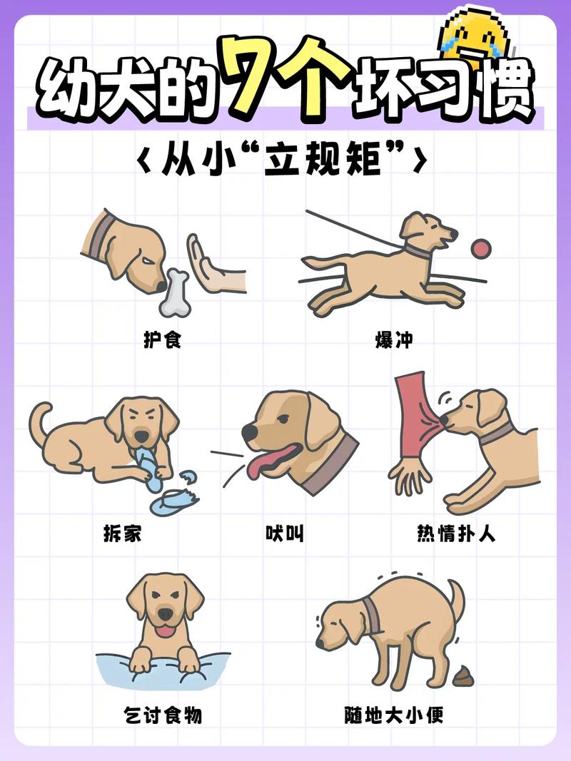 幼犬坏习惯不及时纠正,几个月后就很难改