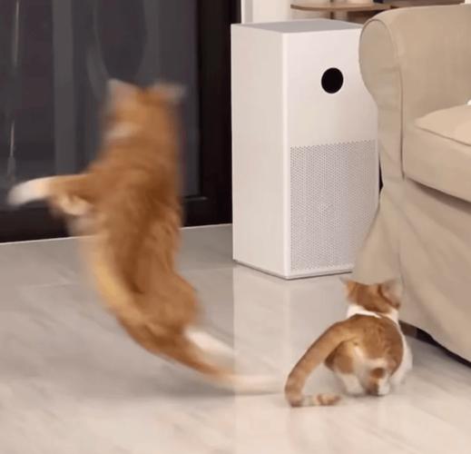 猫的发情期有多久