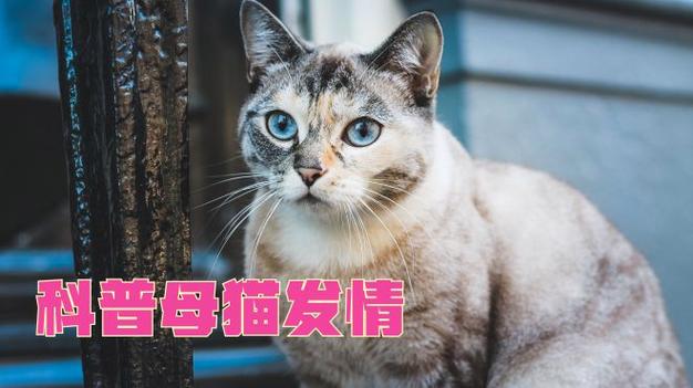 小猫什么时候开始发情啊?