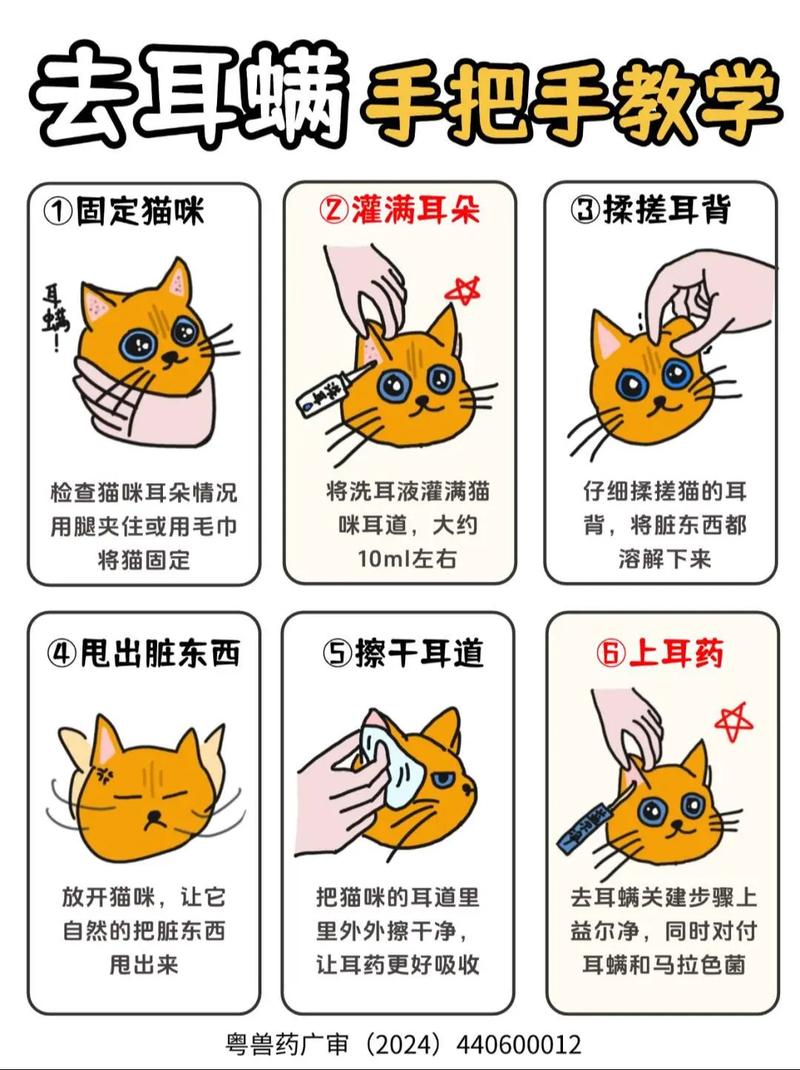猫咪耳朵护理篇|新手必看|猫咪耳道清洗