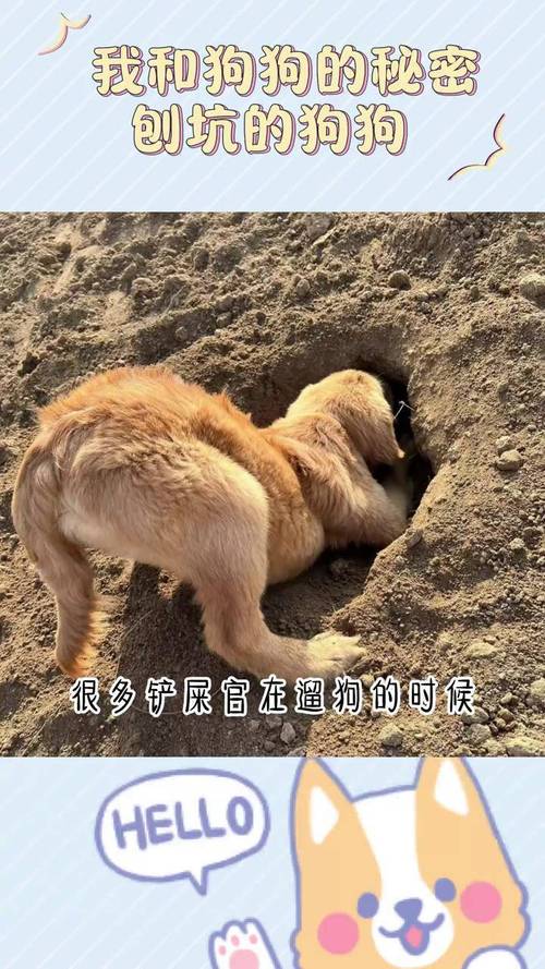 狗刨地要警惕四种病