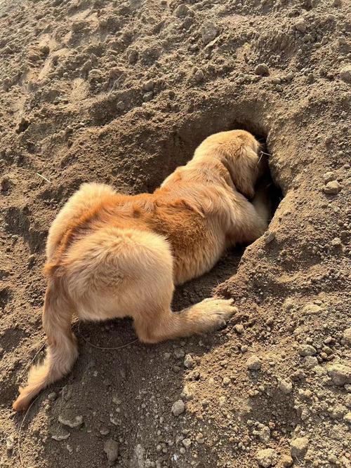 狗狗刨地的前十征兆