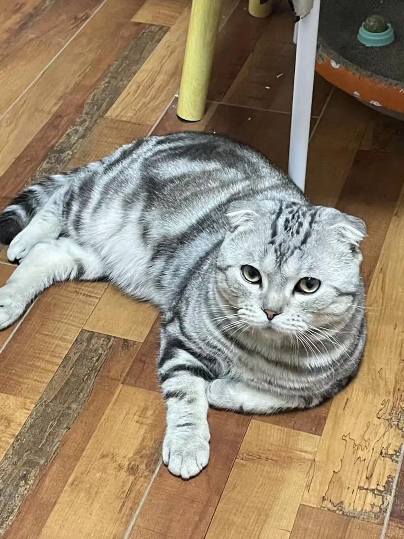 什么是半折耳猫