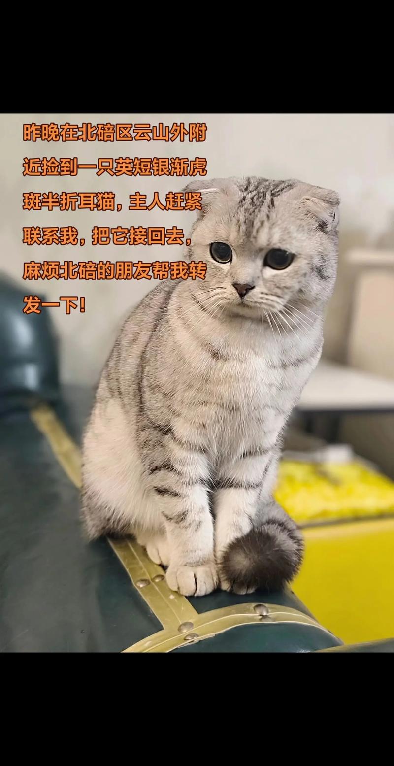 半折耳猫有没有不发病的