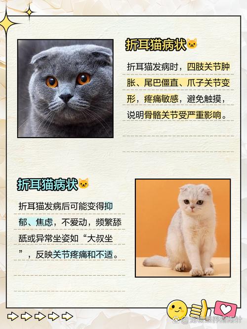 半折耳猫会发病吗?严重吗?怎么看出来?有什么预防或治疗方法吗?