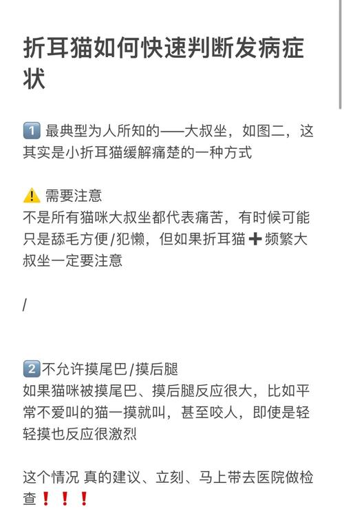 半折耳猫会不会发病